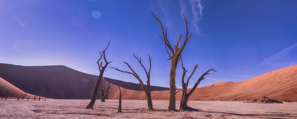 von der Sonne versengte alte Kameldorn-Akazien mitten in den Sanddünen der Namib-Wüste im Deadvlei