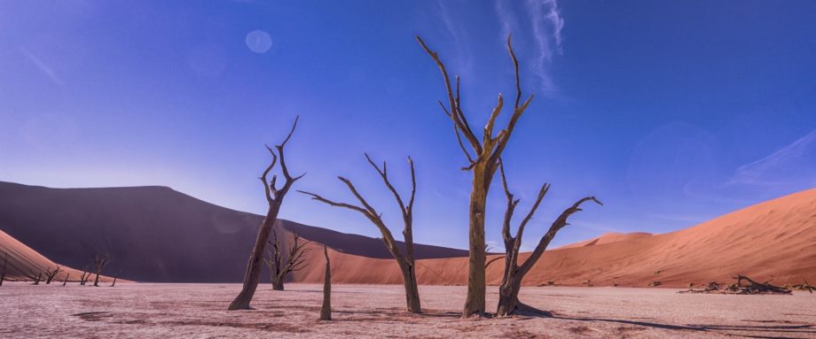 von der Sonne versengte alte Kameldorn-Akazien mitten in den Sanddünen der Namib-Wüste im Deadvlei