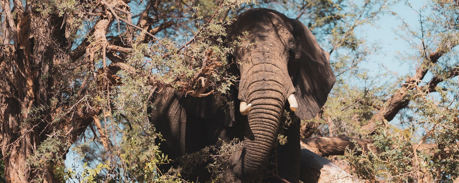 Wüstenelefant Namibias versteckt in den Akazien des Damaralandes, vermutlich in einem der Trockenflussbetten