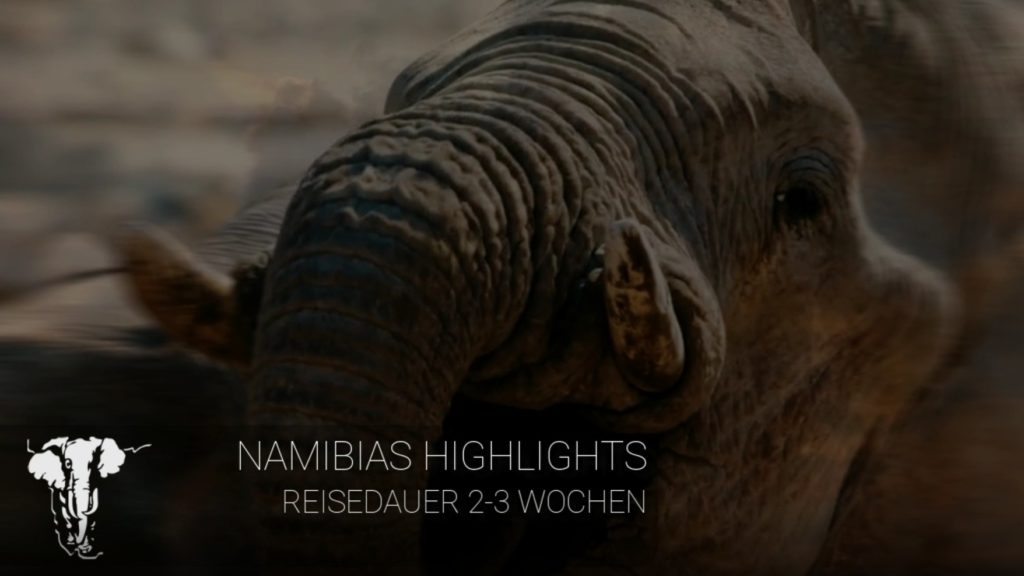 Titelbild Namibias Highlights - 2-3 Wochen Reisedauer - Elefant im Hintergrund