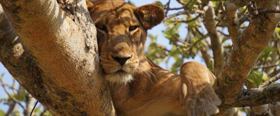 Löwe schaut aus einem Baum auf den Betrachter